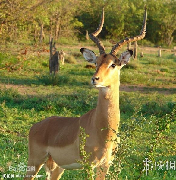 无人区来了机器羚羊